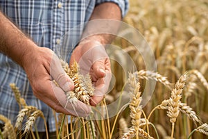 Farmer examining wheat ears in farm wheat field