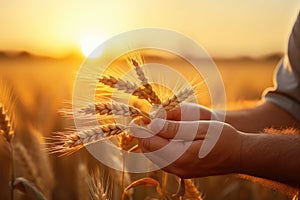 Farmer examining wheat ears in field at sunset, closeup of hands, hand of worker man taking wheat spikes at sunset close up, AI