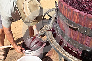 Farmer extracting red grape juice for wine-making