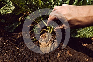 Farmer extracting sugar beet root crop