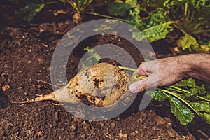 Farmer extracting sugar beet root crop