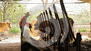 Farmer Feeding Animals Peasant Man At Work In Farm