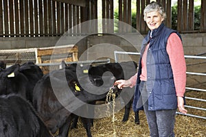 Farmer Feeding Cattle In Barn