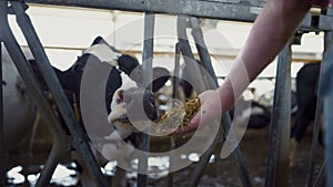 Farmer feeding cattle herd from hands in cowshed close up. Man caring cows.