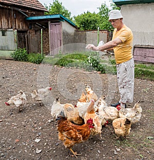 Farmer feeding the chickens