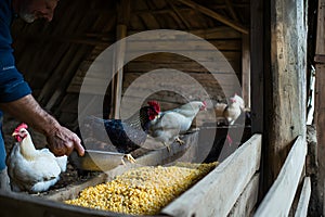 Farmer feeding chickens corn inside a rustic wooden coop in a countryside setting
