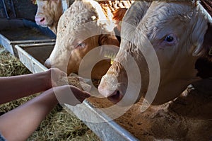 Farmer feeding cows with concentrate