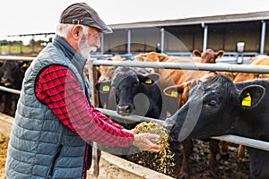 Farmer feeding cows on ranch