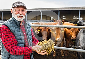 Farmer feeding cows on ranch