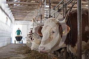 Farmer feeding cows in stable