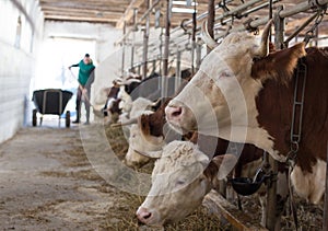 Farmer feeding cows in stable