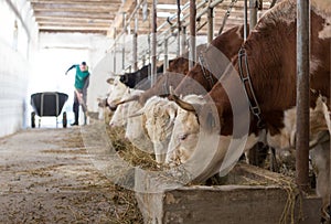 Farmer feeding cows in stable