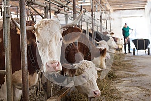 Farmer feeding cows in stable