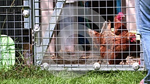 Farmer feeding hens in chicken coup