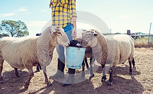 Farmer feeding her farm sheep