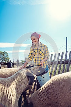 Farmer feeding her sheep on the farm