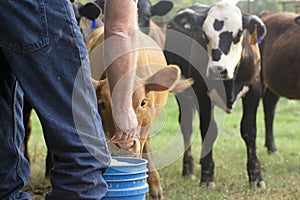 Farmer feeding his cows from a blue bucket