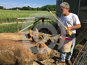 Farmer Feeding Pigs