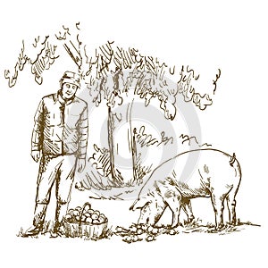 A farmer feeds apples to a pig. Vector drawing
