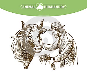 Farmer feeds cow, animal husbandry, handmade sketch.
