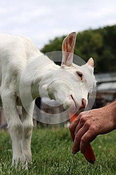 Farmer feeds kid goat. Cute domestic animal close up photo. Livestock farm.