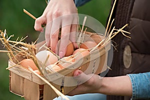 A farmer female hand gathering fresh eggs into basket at hen far