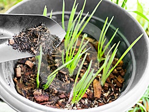 Farmer Fertilize spring onion plant in pot close up