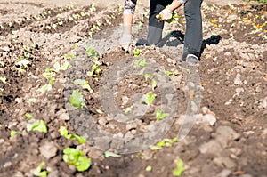 Farmer on the field