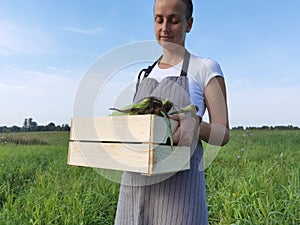 Farmer on the field with box of corn cob