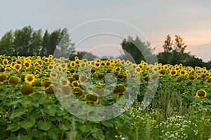 Farmer field of flowering sunflowers against background of the sunset. August, evening after the rain. Beautiful natural