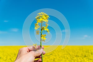 Farmer in a field holding yellow rape in his hands. Growing rape. Agriculture and agronomy theme