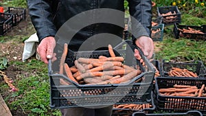 Farmer in field man holding in hands biological organic product of carrots. carrot