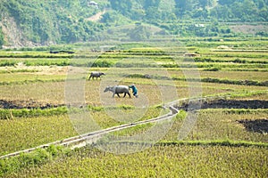 Farmer on field at the North of Vietnam