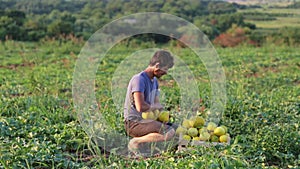 Farmer on the field puts fresh harves of organic melons in wooden box