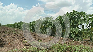 Farmer field with ripe red and organic green pepper