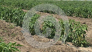Farmer field with ripe red and organic green pepper