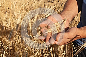 Farmer in the field of ripe wheat checks the ears, grain harves