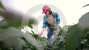 farmer in field with soybeans. agriculture business farm concept. young farmer walks through the field looking at