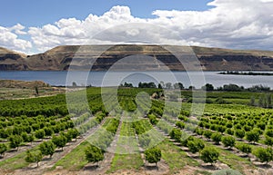 Farmer Fields Orchards Fruit Trees Columbia River Gorge