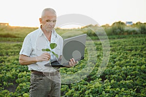 Farmer in filed holding tablet in his hands and examining soybean corp