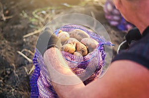 A farmer fills a mesh bag with harvest potatoes. Harvesting potatoes campaign on farm plantation. Farming. Countryside farmland.