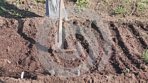 Farmer flattens the ground with hoe spring day.