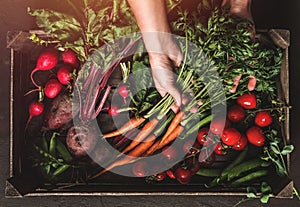 Farmer folding fresh vegetables in wooden box on dark background. Woman hands holding freshly bunch harvest. Healthy organic food