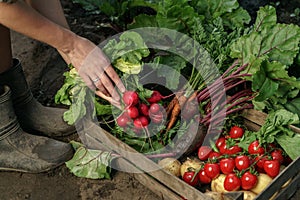 Farmer folding fresh vegetables in wooden box on farm at sunset. Woman hands holding freshly bunch harvest. Healthy organic food,