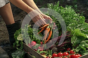 Farmer folding fresh vegetables in wooden box on farm at sunset. Woman hands holding freshly bunch harvest. Healthy organic food,