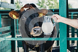 Farmer with fresh milk in stall