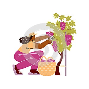 Farmer or gardener with basket collects ripe grapes vector flat illustration, cartoon harvesting of wine grapes vineyard
