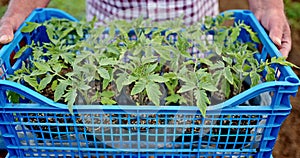 Farmer gardener hold fresh green saplings, Growing seedlings for organic vegetables 4k video