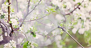 Farmer gardener spraying blooming spring apple tree in orchard garden with pesticides, 4k video