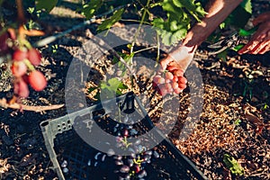 Farmer gathering crop of grapes on ecological farm. Man cutting red table grapes with pruner and putting it in box